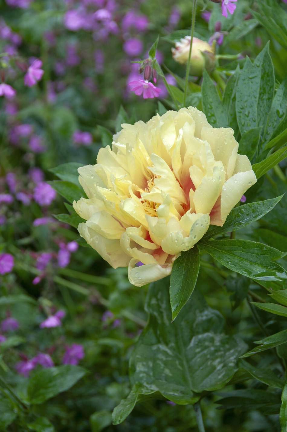 Pion 'Bartzella'